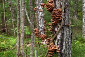 Honey mushrooms grow on a tree trunk. Edible mushrooms in the forest.