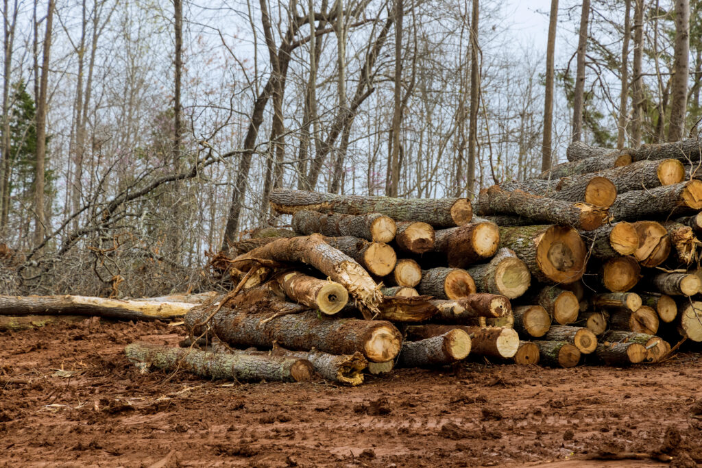 New development with trees have been cleared on land clearing forest