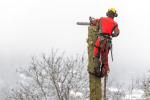 Arborist in safety harness cutting spruce with chainsaw from hei