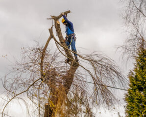 a arborist cut and holding a big branch of willow tree during an autumn day